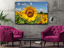 Obrazy slnečníc, slnečnica sunflowers